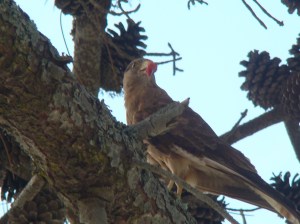 DSC05378 Llega la mamá...